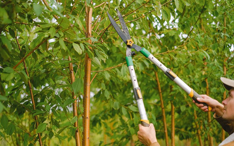 Tree trimming in Itasca, IL